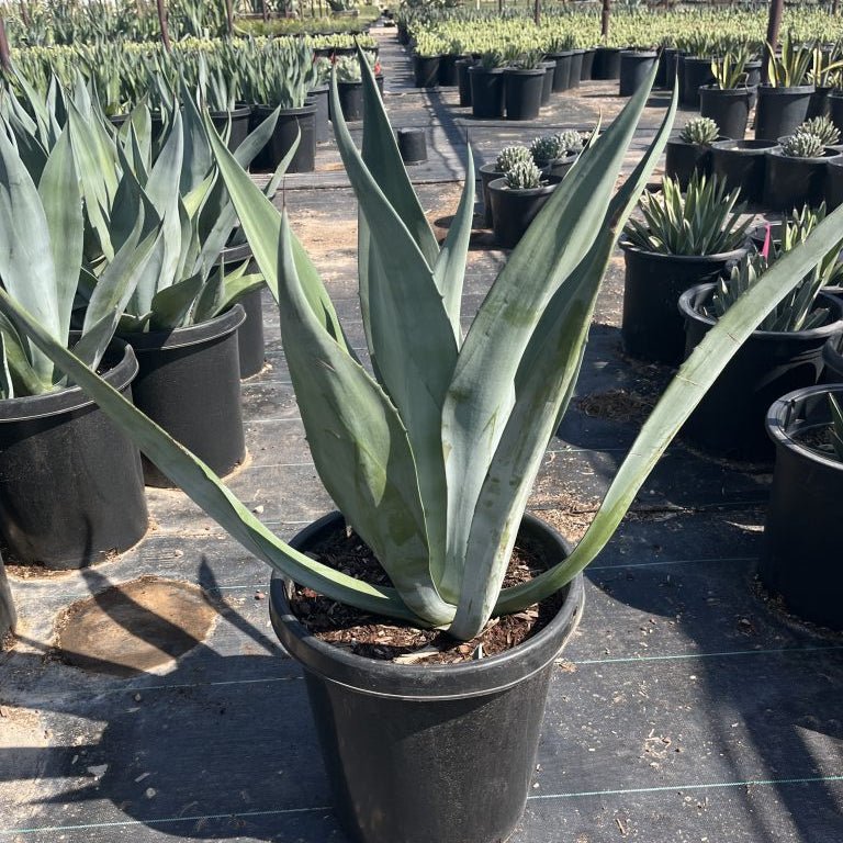 Big Boy Smooth Edge Agave CCF – Three Timbers Landscape Materials