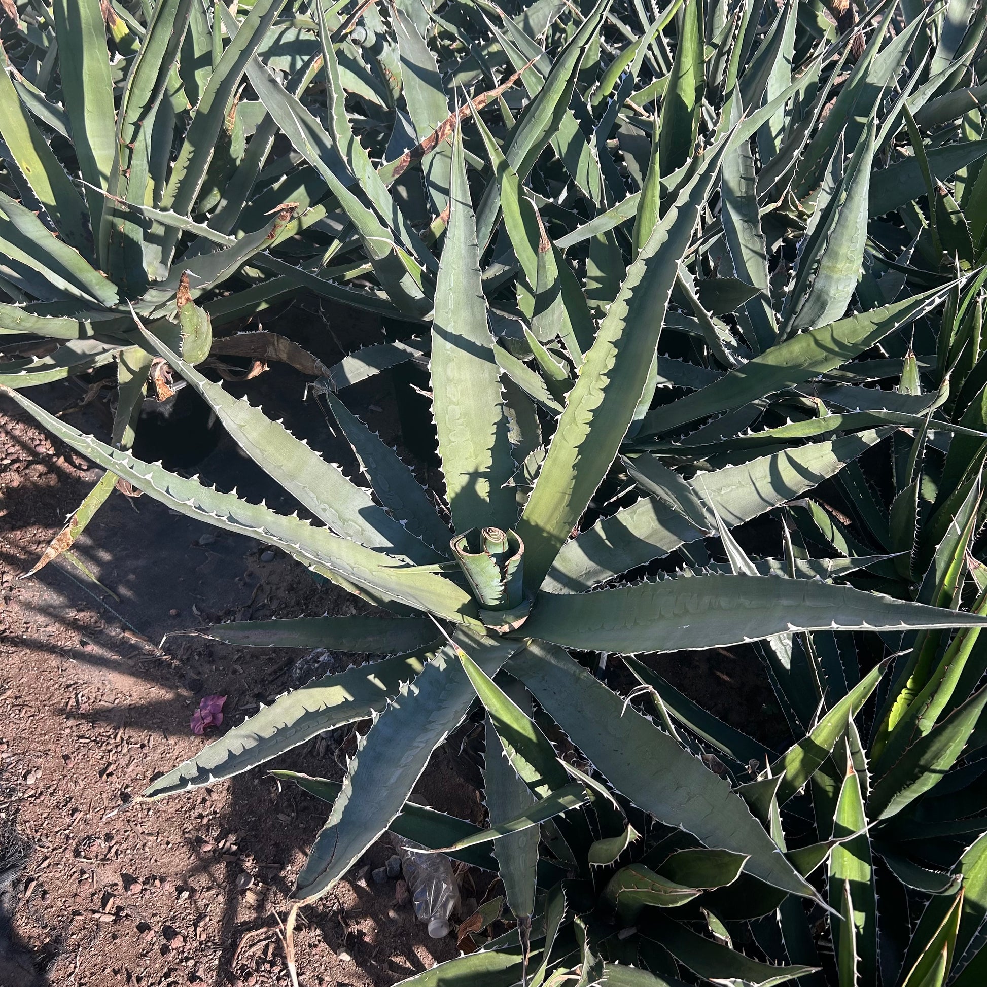 5 gallon Shark Tooth Agave (Agave xylonacantha) in nursery pot — Phoenix, AZ
