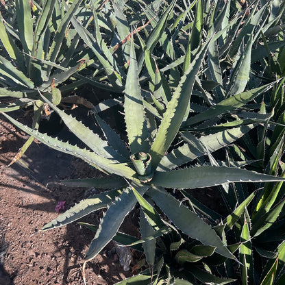 5 gallon Shark Tooth Agave (Agave xylonacantha) in nursery pot — Phoenix, AZ