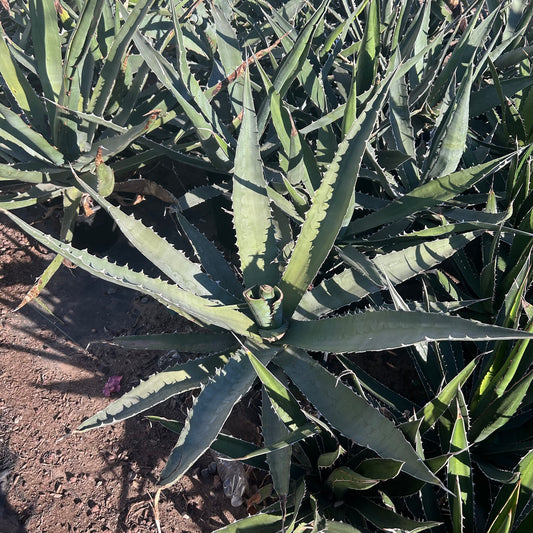 5 gallon Shark Tooth Agave (Agave xylonacantha) in nursery pot — Phoenix, AZ