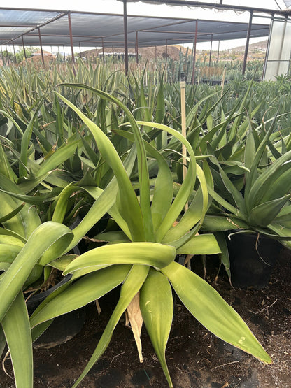 Agave chazaroi 10/15 Gallon