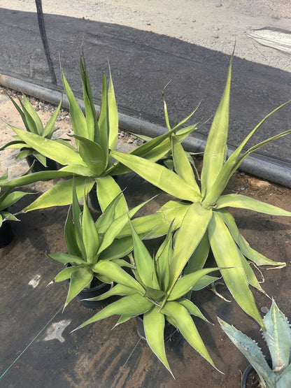 Agave chazaroi