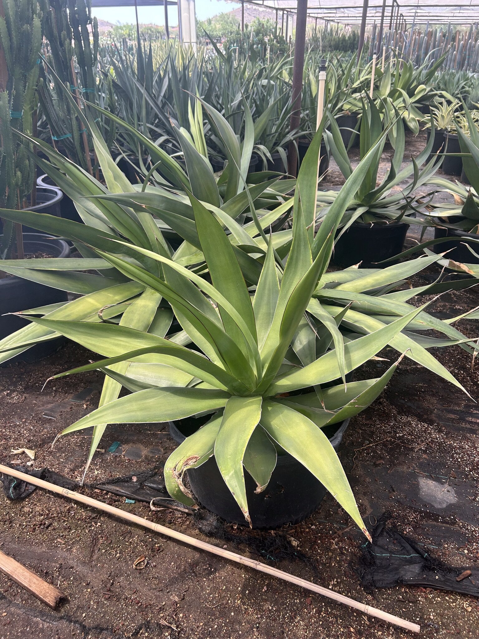 Agave chazaroi - 24"/25 Gallon