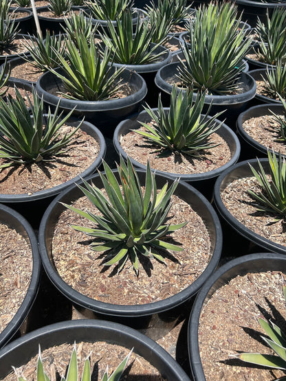 Agave ocahui