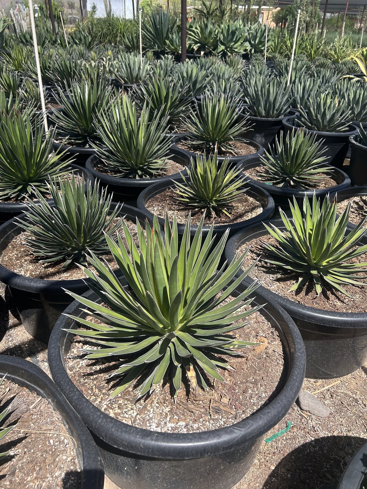Agave ocahui - 24"/25 Gallon