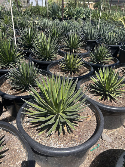Agave ocahui - 24"/25 Gallon