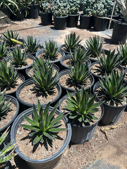 Agave ocahui