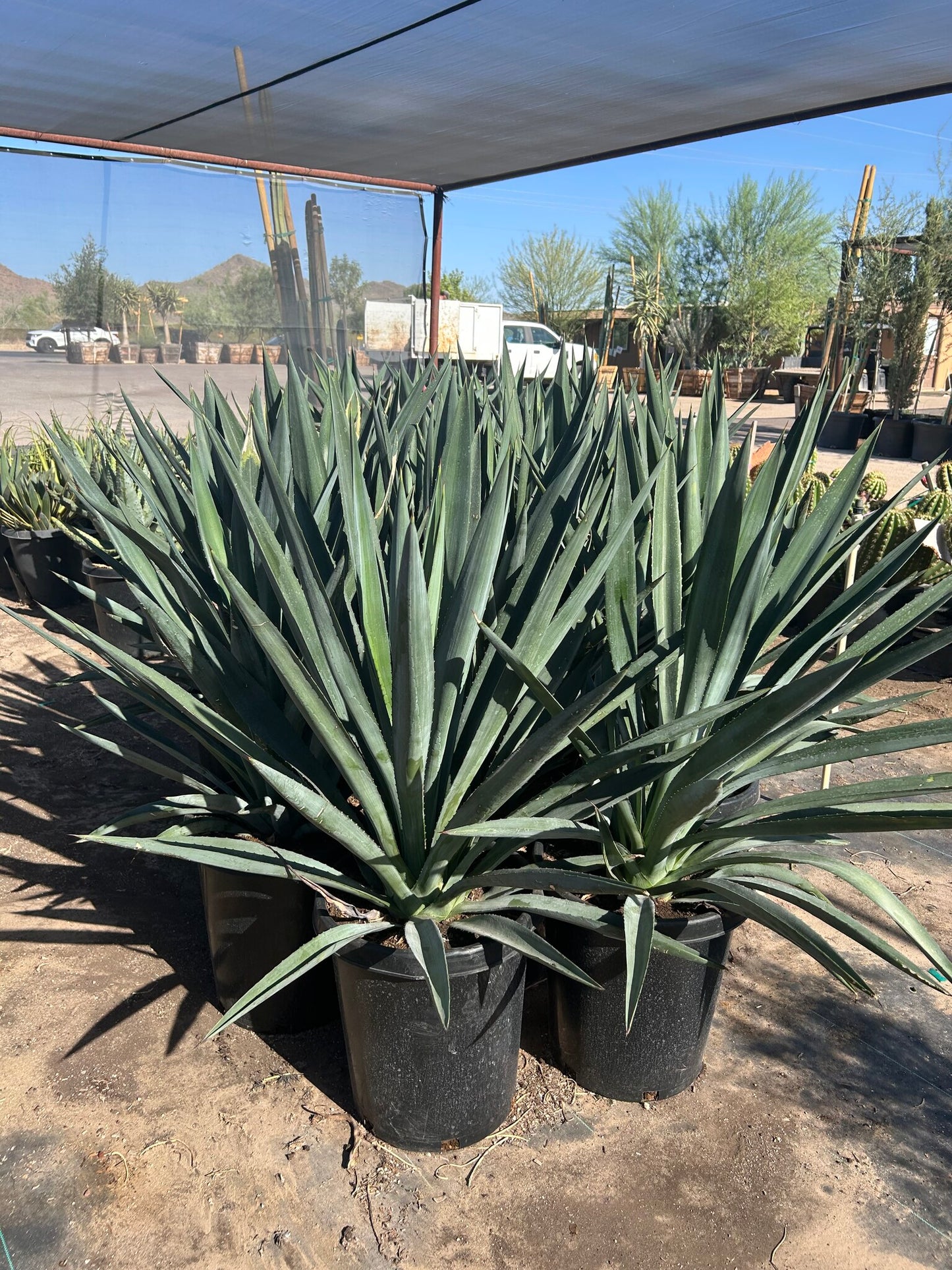 Agave tequiliana