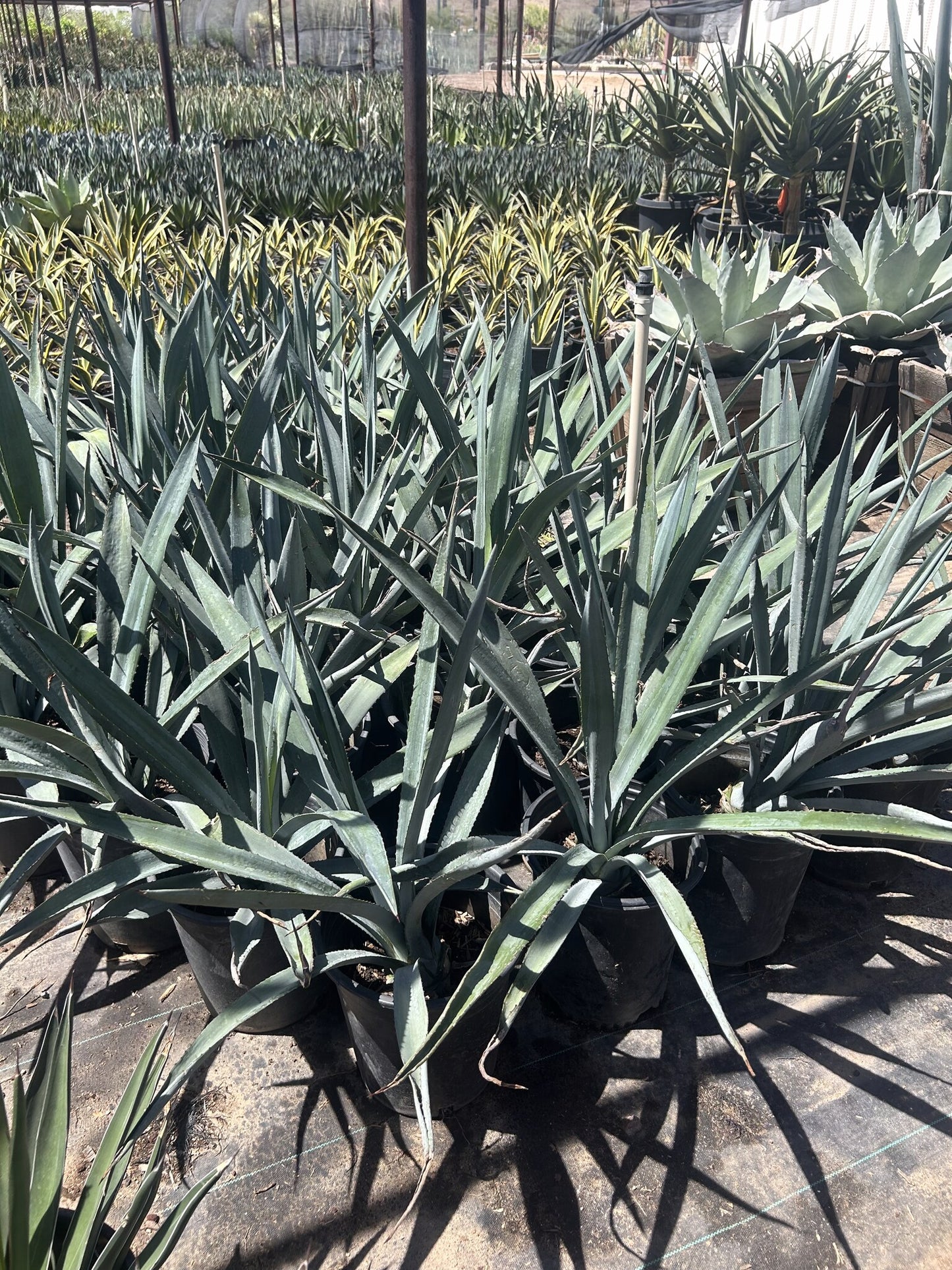 Agave tequiliana