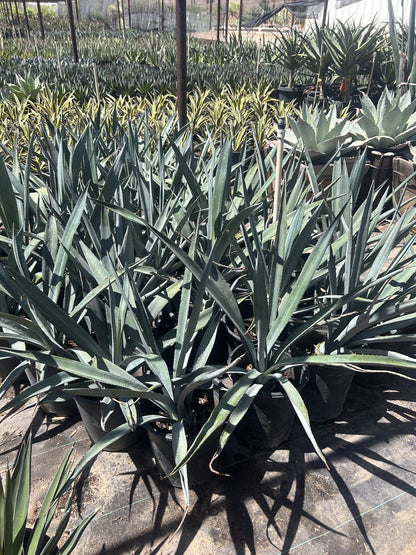 Agave tequiliana