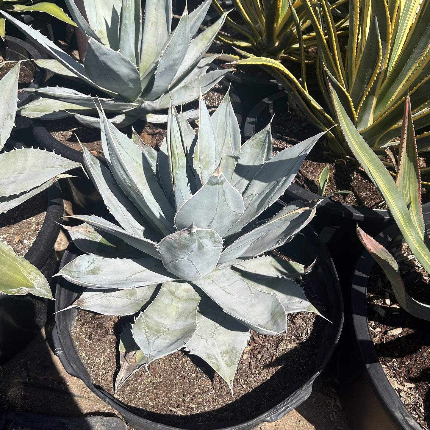 Agave titanota White Ice