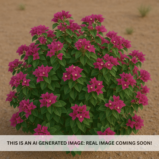 Alexandra Bougainvillea
