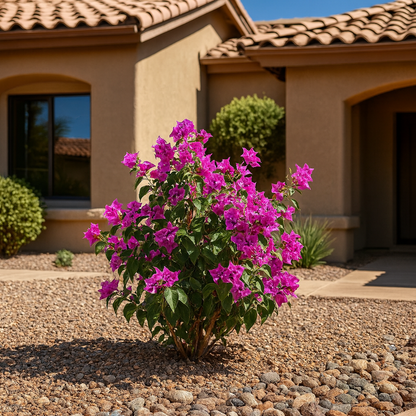 Alexandra Bougainvillea