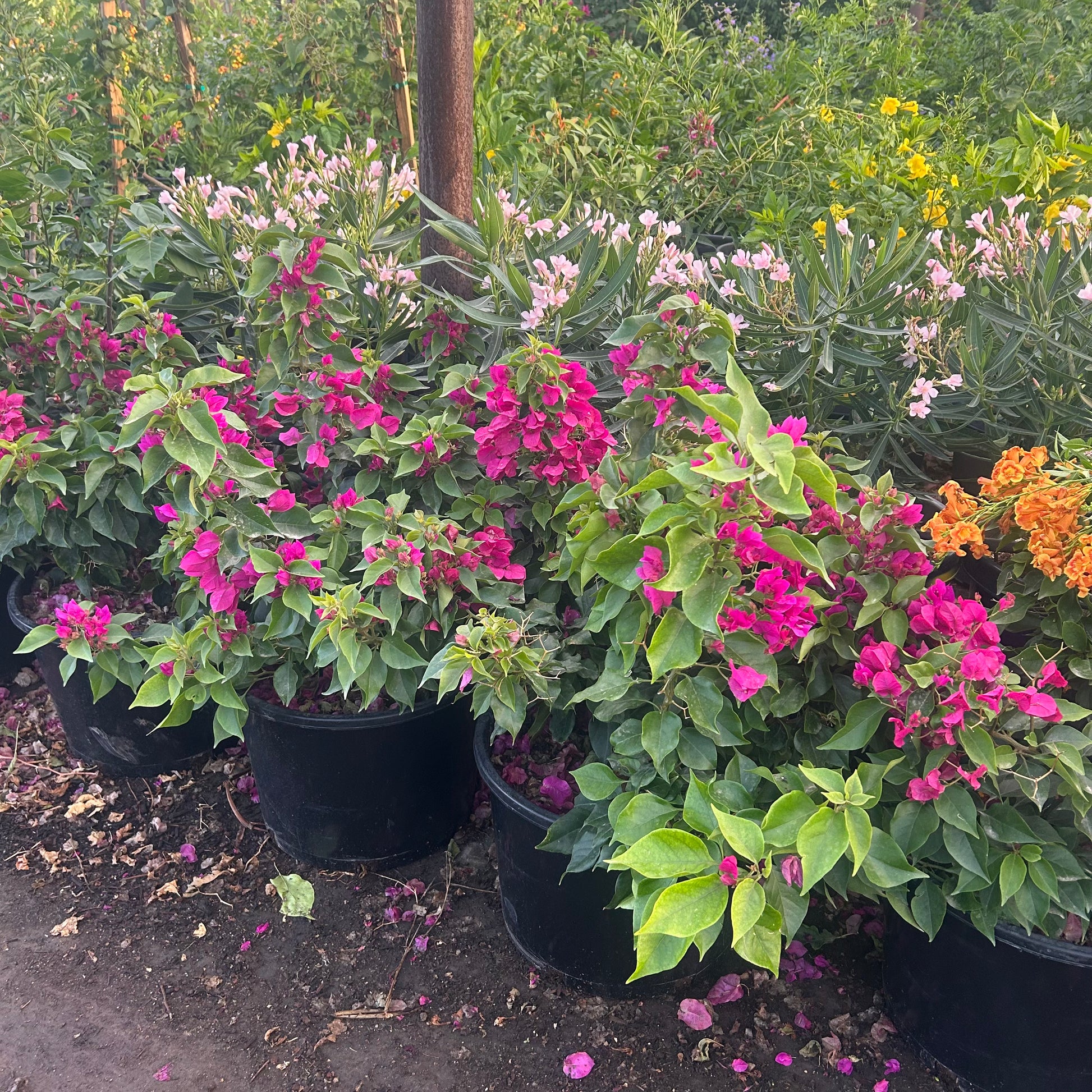Buy Alexandra Bougainvillea Phoenix, AZ | Purple Vine | Three