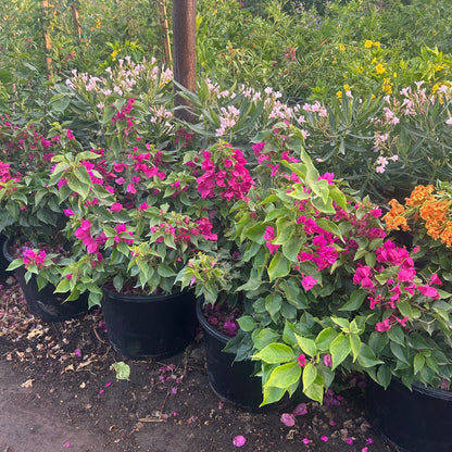 15 gallon Alexandra Bougainvillea (Bougainvillea 'Alexandra') in nursery pot — Phoenix, AZ