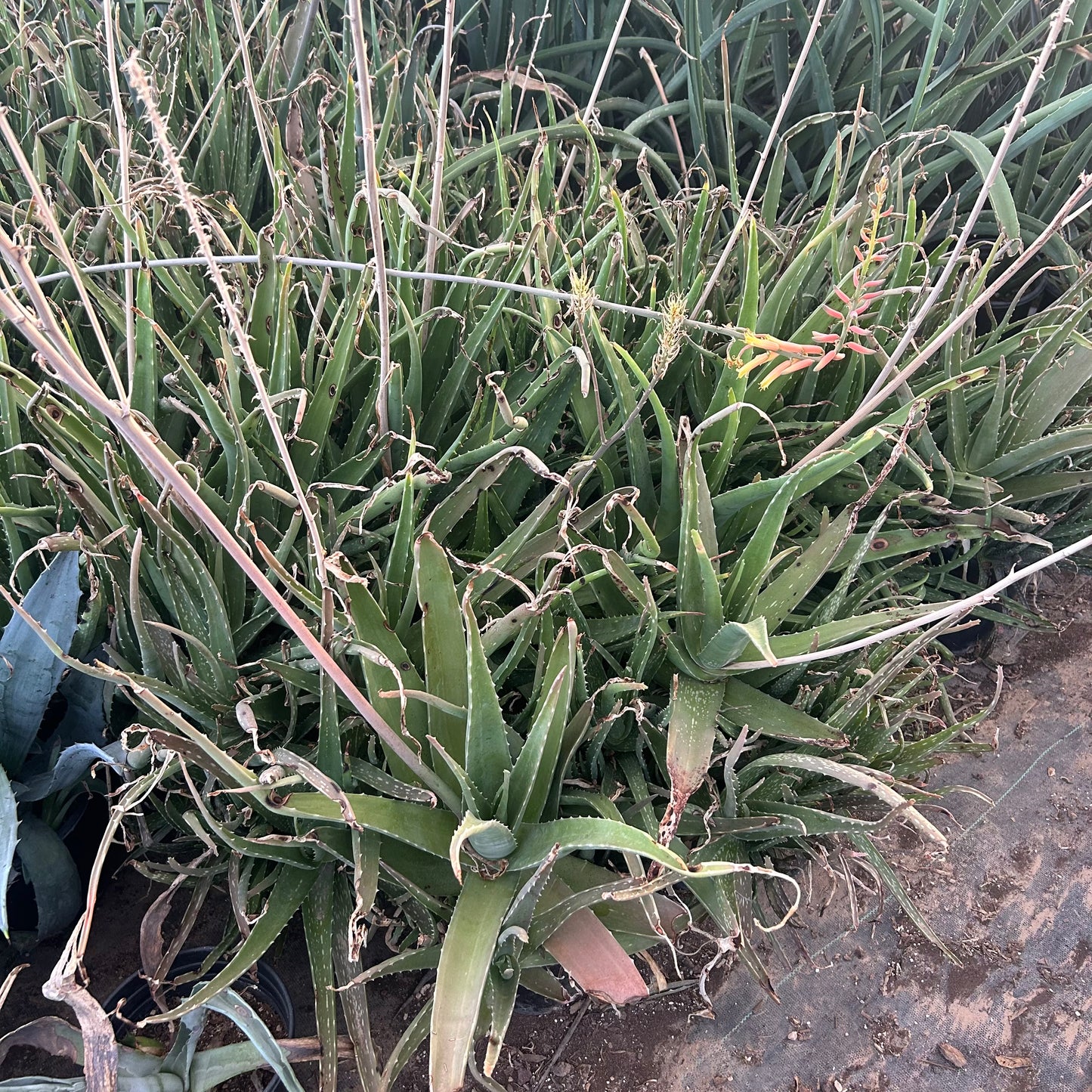 1 gallon Orange Aloe Vera (Aloe vera 'Orange') in nursery pot — Phoenix, AZ