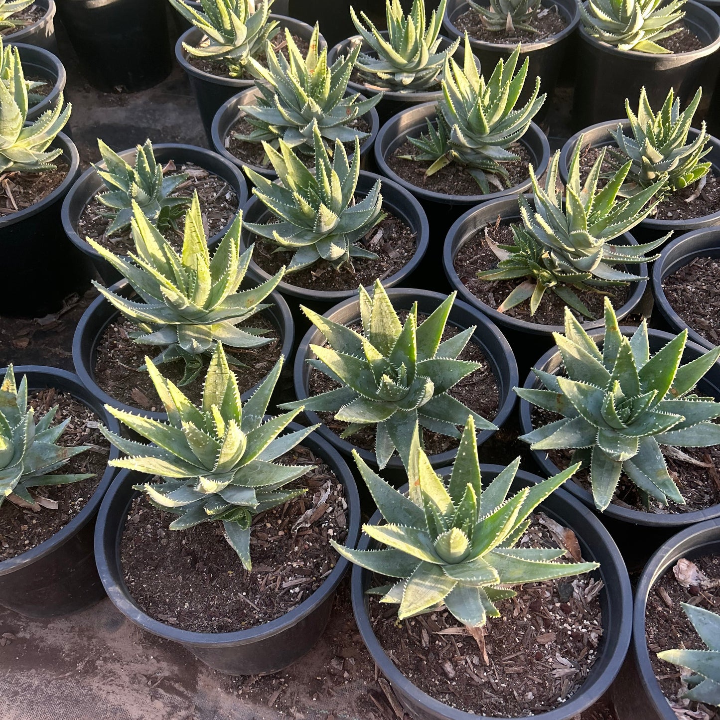 5 gallon Short-leaved Aloe (Aloe brevifolia) in nursery pot — Phoenix, AZ