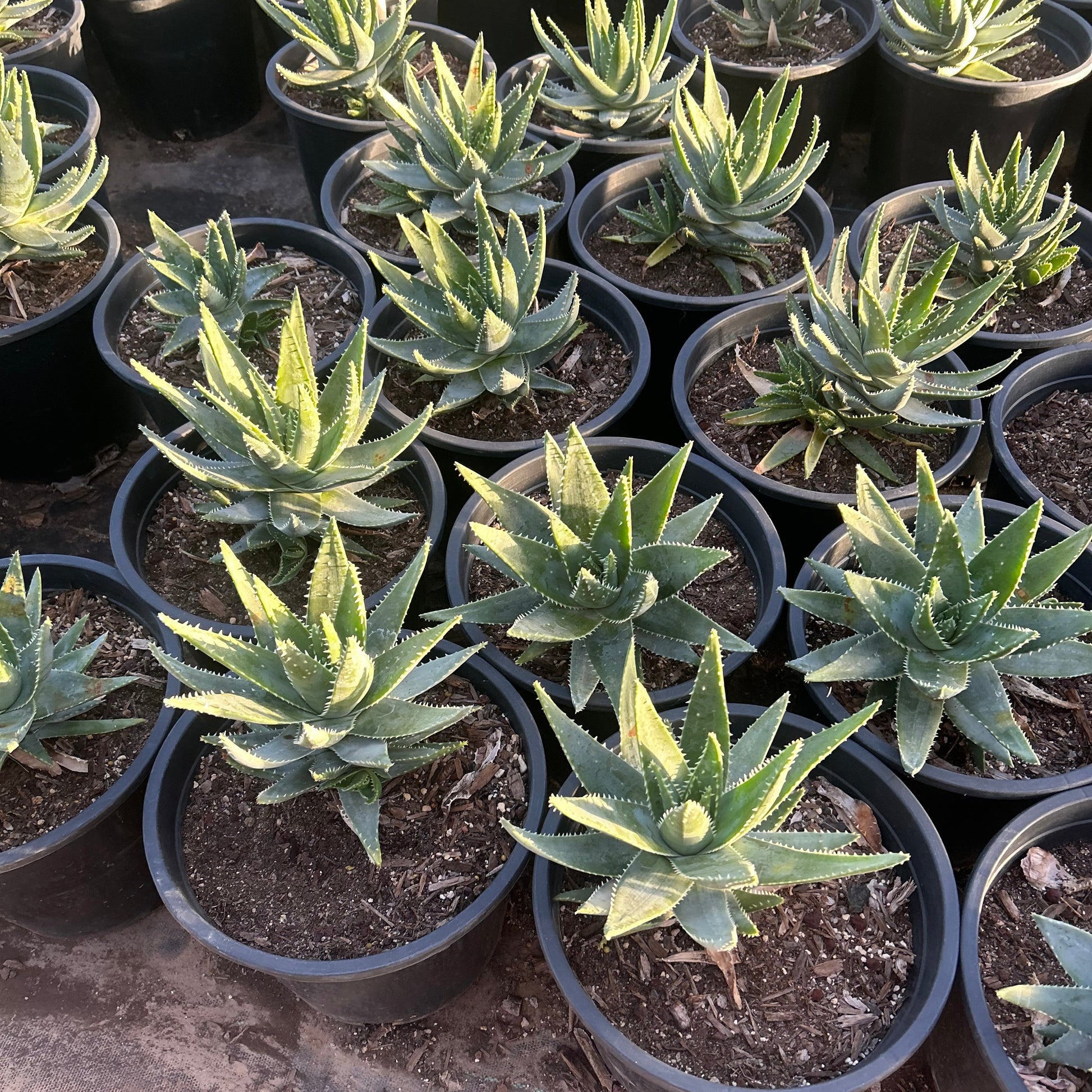 5 gallon Short-leaved Aloe (Aloe brevifolia) in nursery pot — Phoenix, AZ