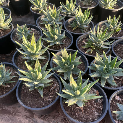 5 gallon Short-leaved Aloe (Aloe brevifolia) in nursery pot — Phoenix, AZ