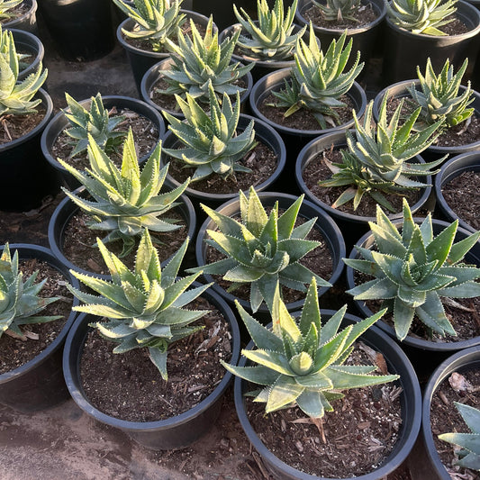 5 gallon Short-leaved Aloe (Aloe brevifolia) in nursery pot — Phoenix, AZ