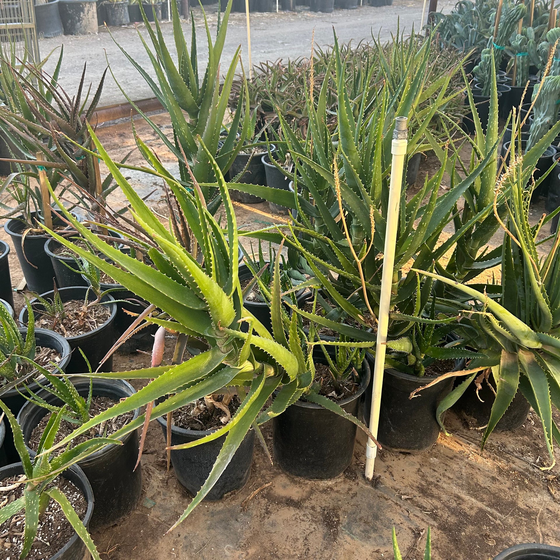 Buy Dawe's Aloe Phoenix, AZ | Aloe dawei