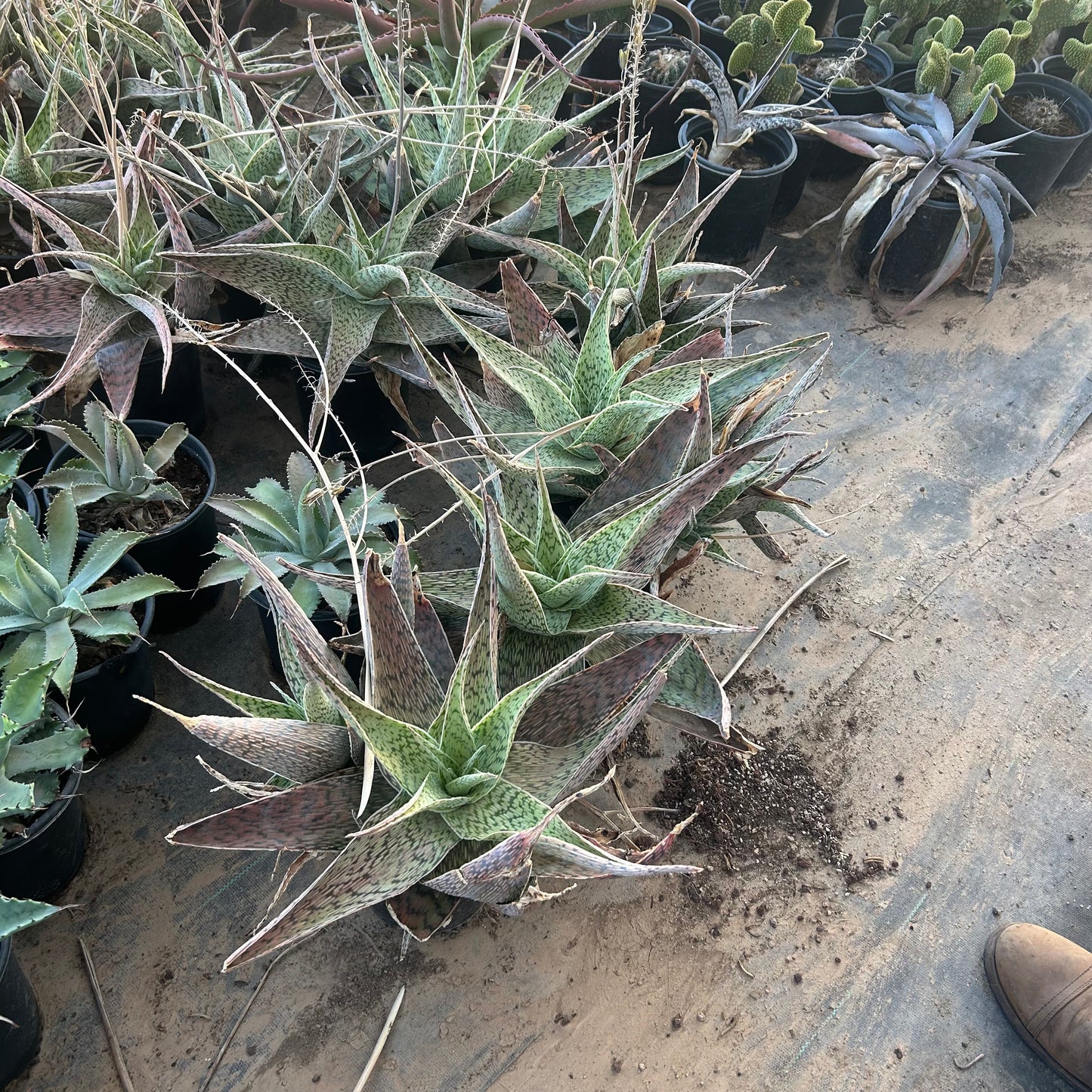 1 gallon Aloe Deltoideodonta (Aloe deltoideodonta) in nursery pot — Phoenix, AZ