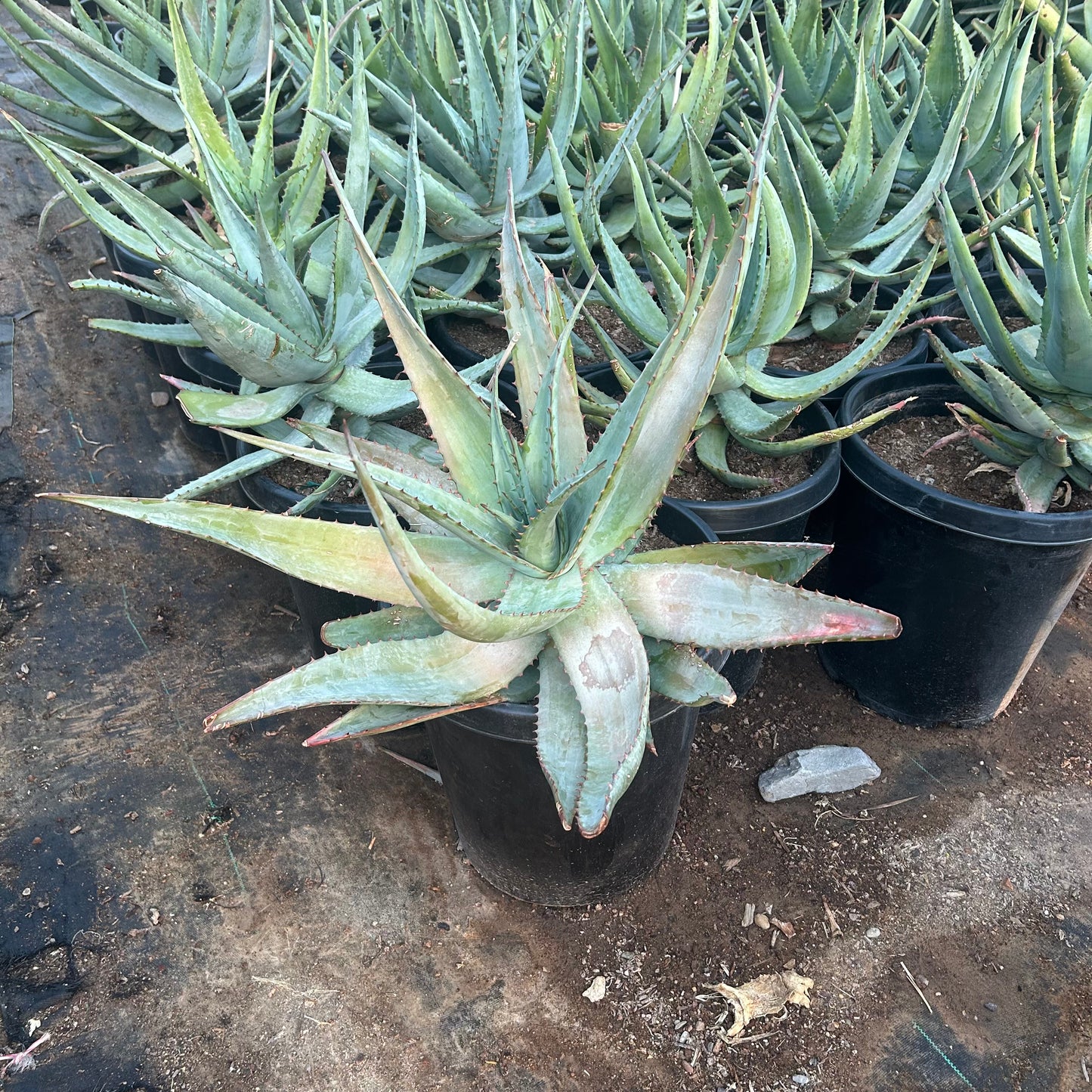 15 gallon Cape Aloe (Aloe ferox) in nursery pot — Phoenix, AZ