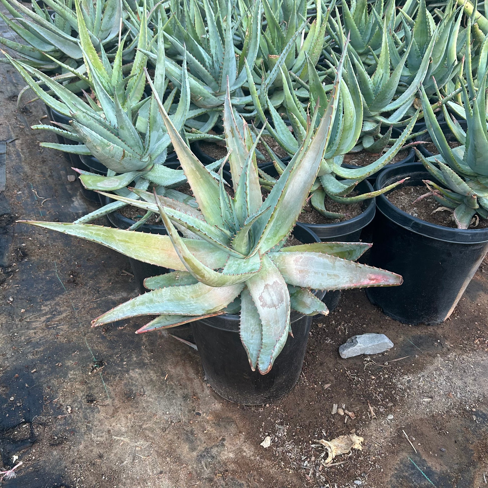 15 gallon Cape Aloe (Aloe ferox) in nursery pot — Phoenix, AZ