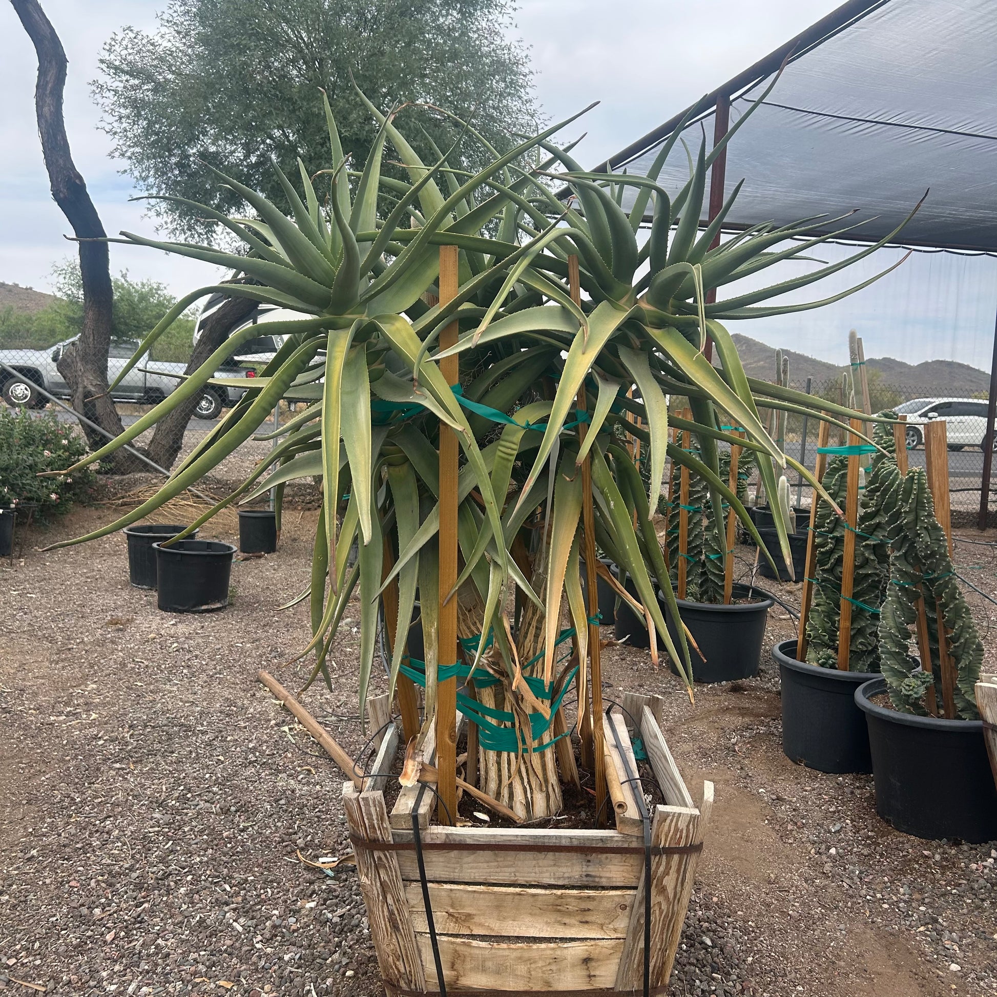 30" box Aloe Hercules Multi-Trunk (Aloe 'Hercules') in nursery pot — Phoenix, AZ