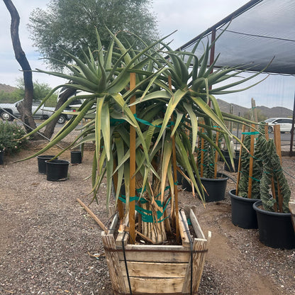 30" box Aloe Hercules Multi-Trunk (Aloe 'Hercules') in nursery pot — Phoenix, AZ