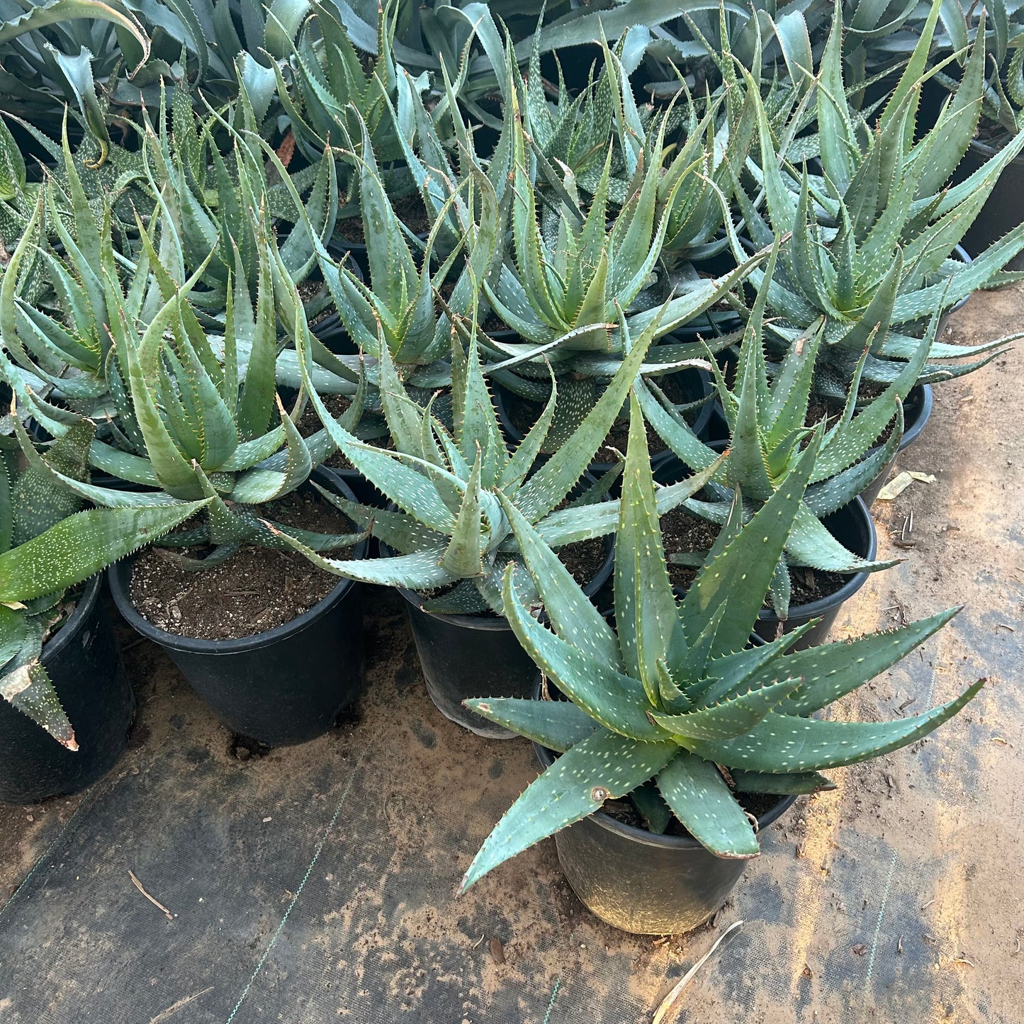 Buy Mountain Aloe Phoenix, AZ | Aloe marlothii