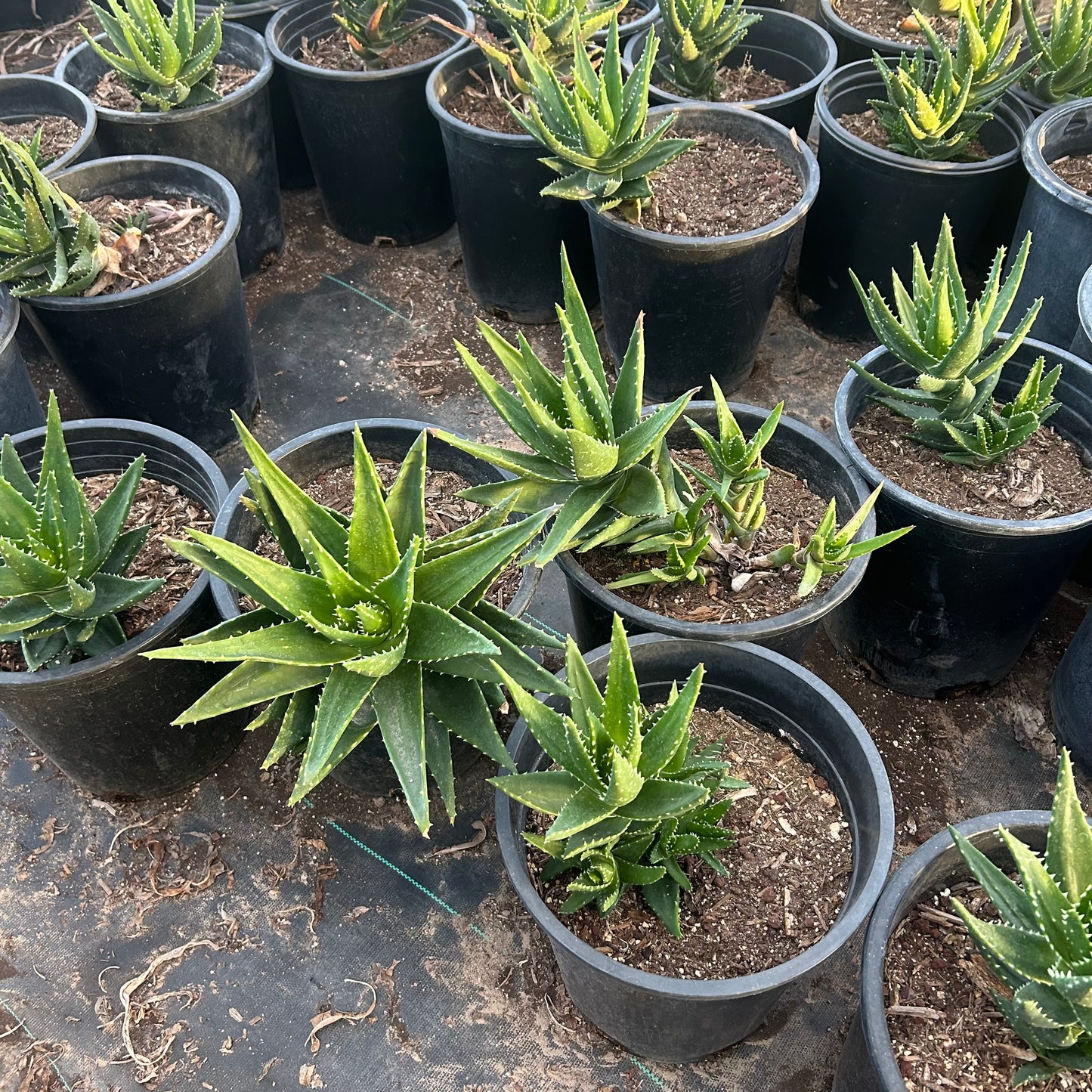 5 gallon Gold Tooth Aloe (Aloe nobilis) in nursery pot — Phoenix, AZ