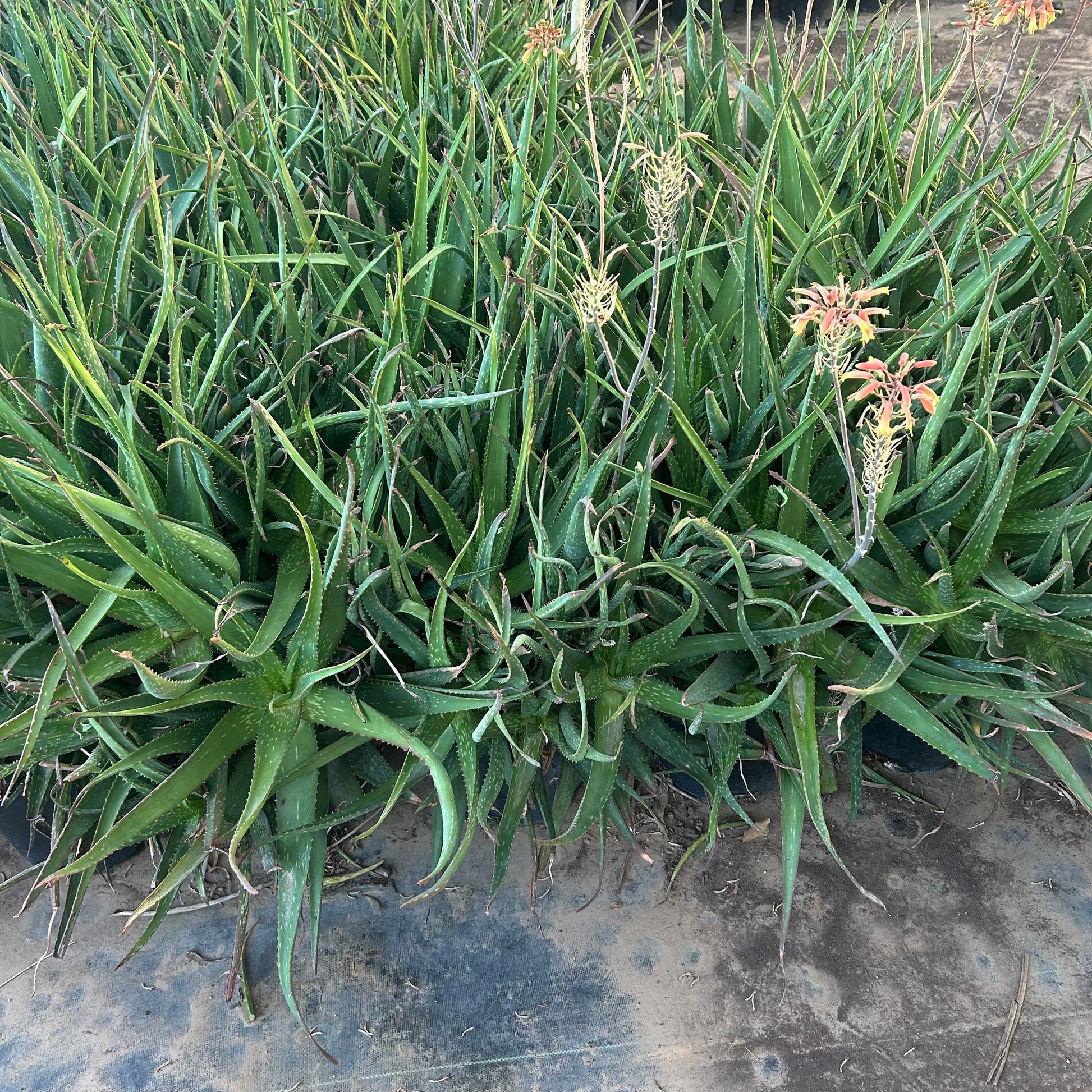 5 gallon Ruddikoppe Aloe (Aloe 'Ruddikoppe') in nursery pot — Phoenix, AZ