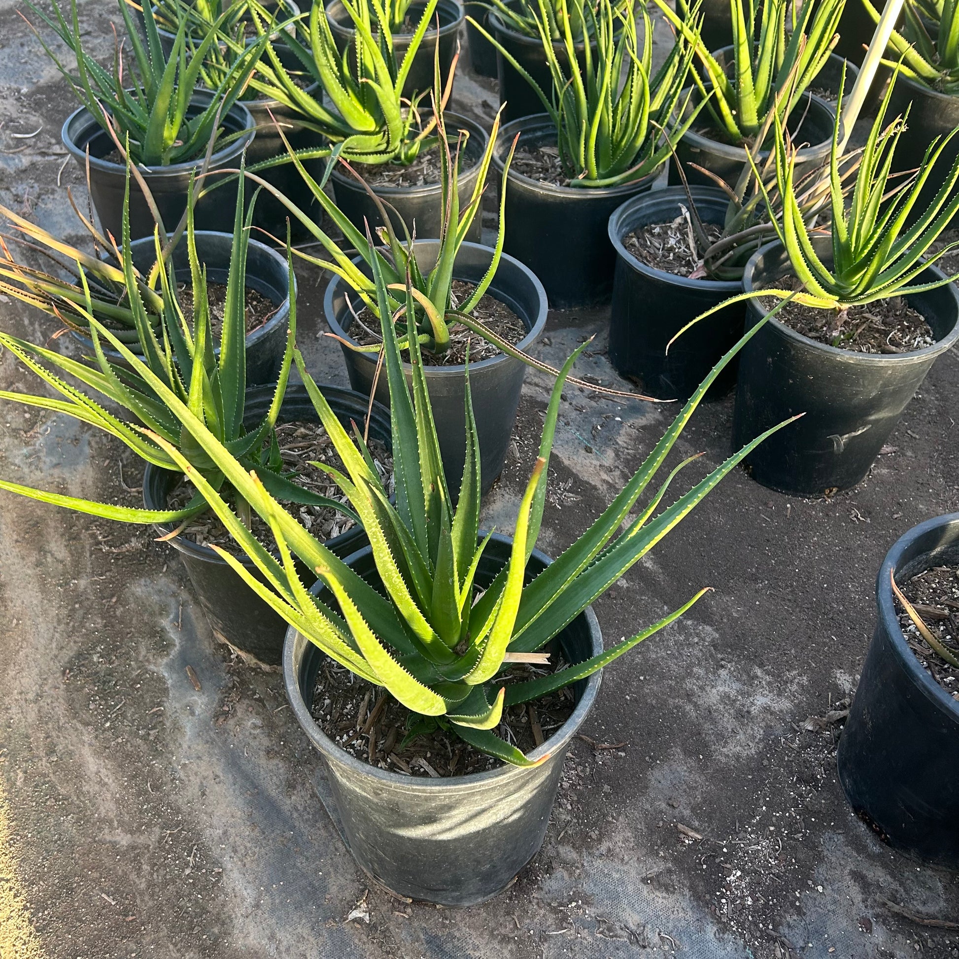 5 gallon Safari Rose Aloe (Aloe 'Safari Rose') in nursery pot — Phoenix, AZ