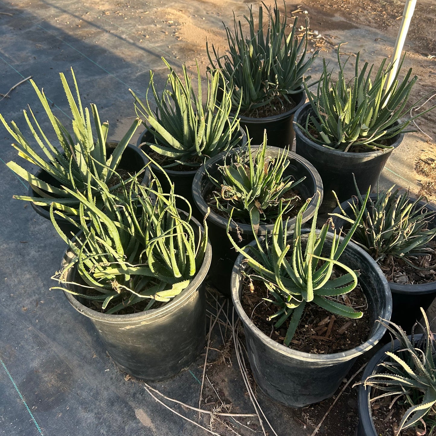 5 gallon Safari Sunrise Aloe (Aloe 'Safari Sunrise') in nursery pot — Phoenix, AZ