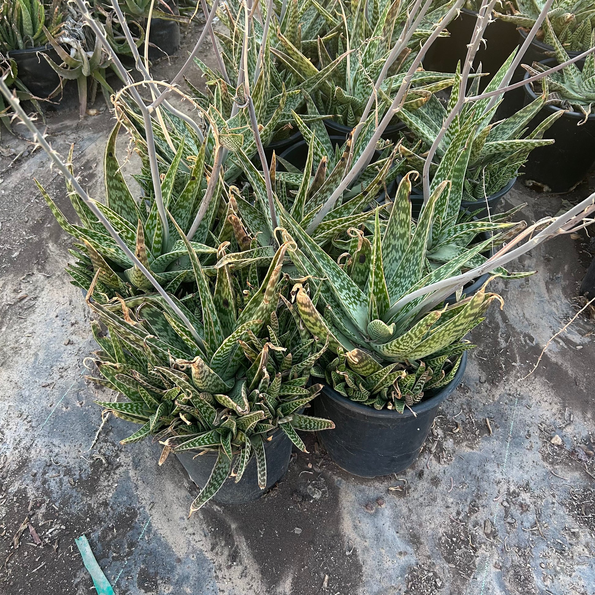 5 gallon Tiger Aloe (Gonialoe variegata) in nursery pot — Phoenix, AZ