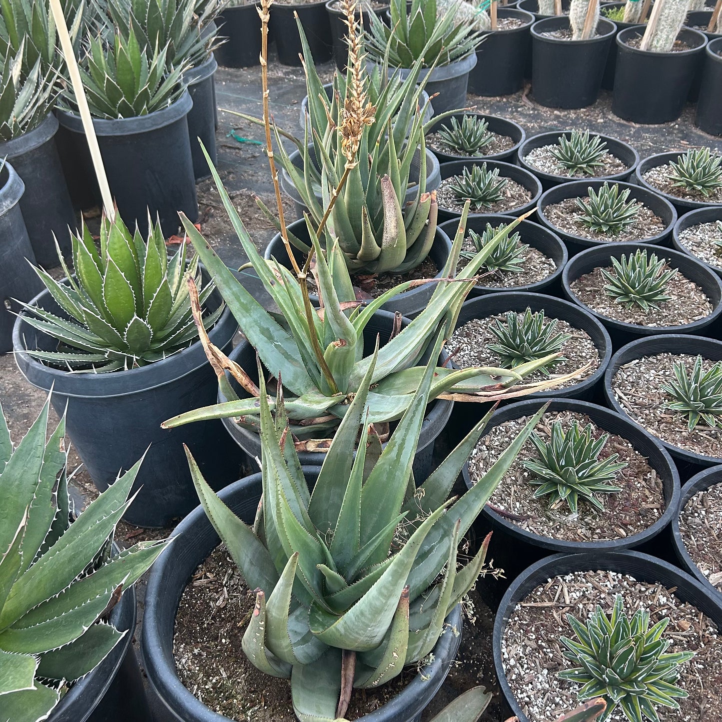 15 gallon Aloe Wickensii (Aloe wickensii) in nursery pot — Phoenix, AZ