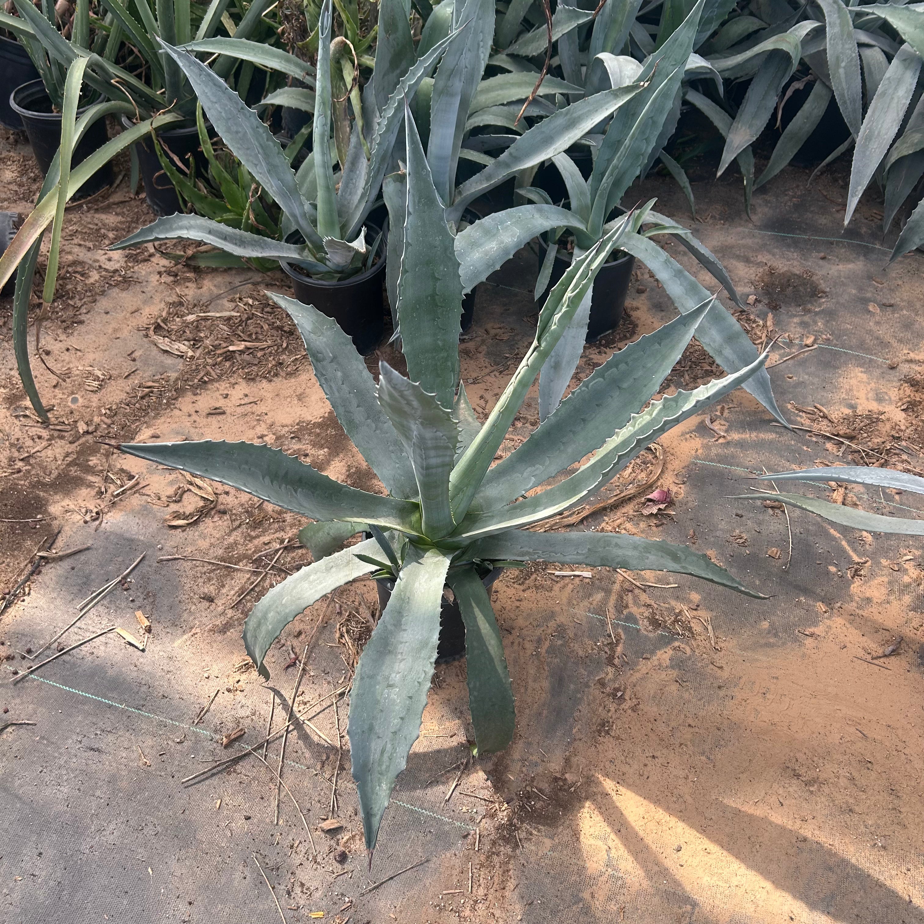 1 gallon Americana Agave (Agave americana) in nursery pot — Phoenix, AZ
