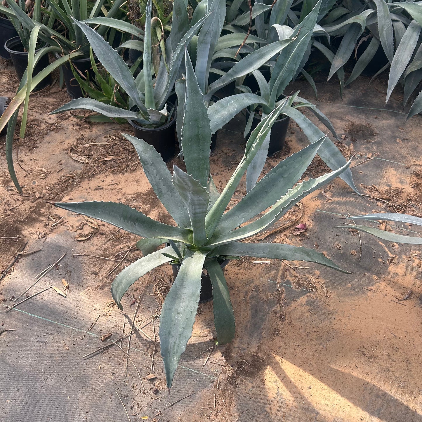 1 gallon Americana Agave (Agave americana) in nursery pot — Phoenix, AZ