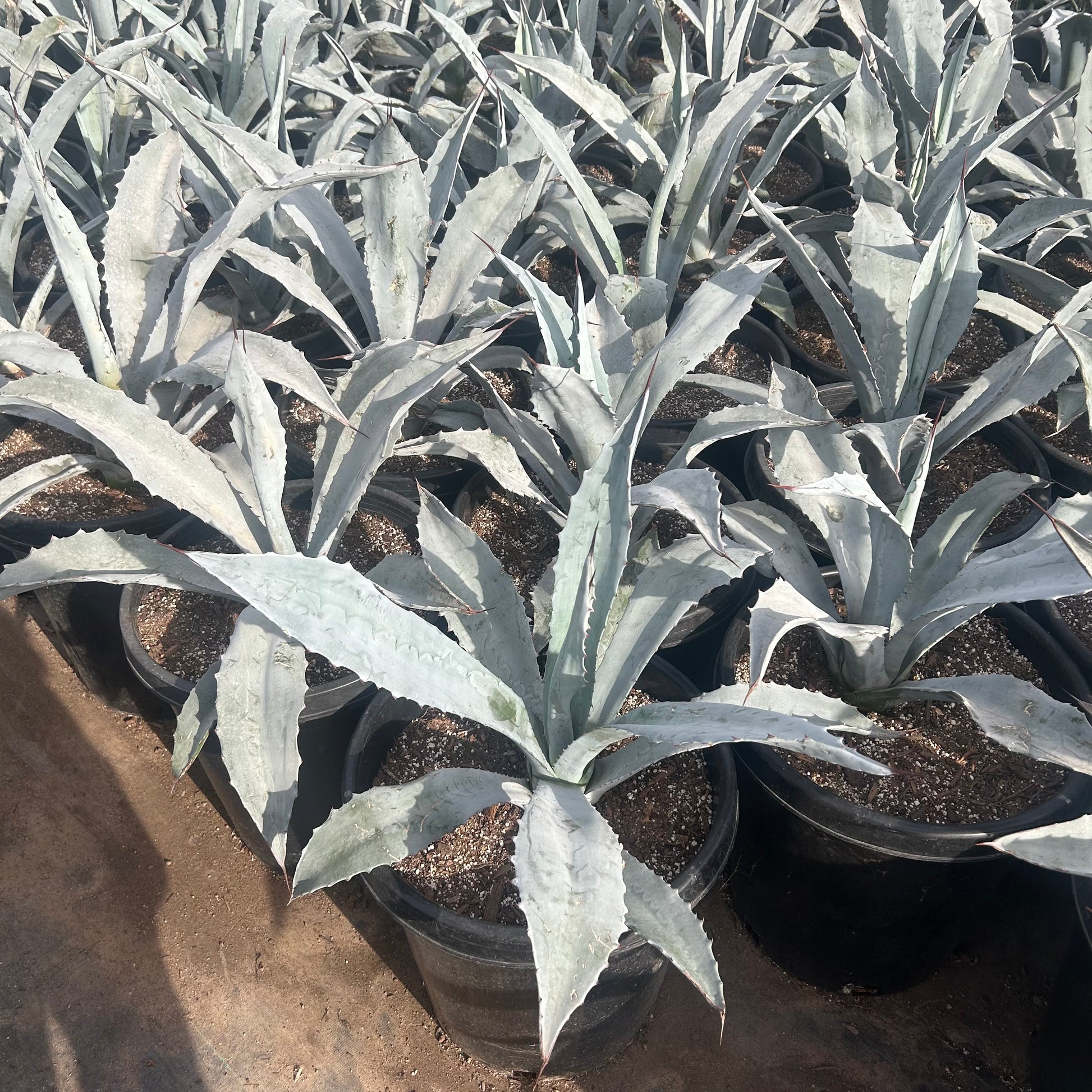 15 gallon Americana Electric Blue Agave (Agave americana 'Electric Blue') in nursery pot — Phoenix, AZ