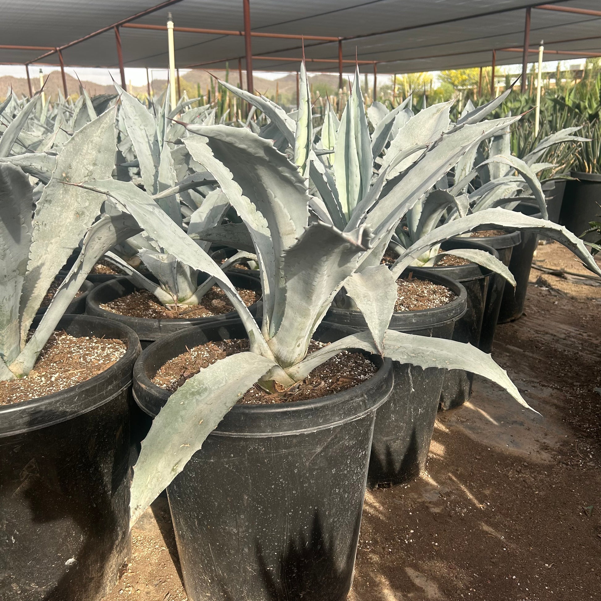15 gallon Americana Electric Blue Agave (Agave americana 'Electric Blue') in nursery pot — Phoenix, AZ