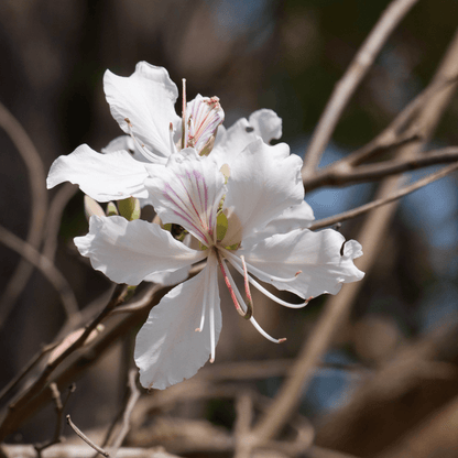 Anacacho Orchid Tree (Bauhinia lunarioides) close-up of white orchid-like bloom with pink stamens — Phoenix, AZ