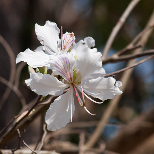 Anacacho Orchid Tree