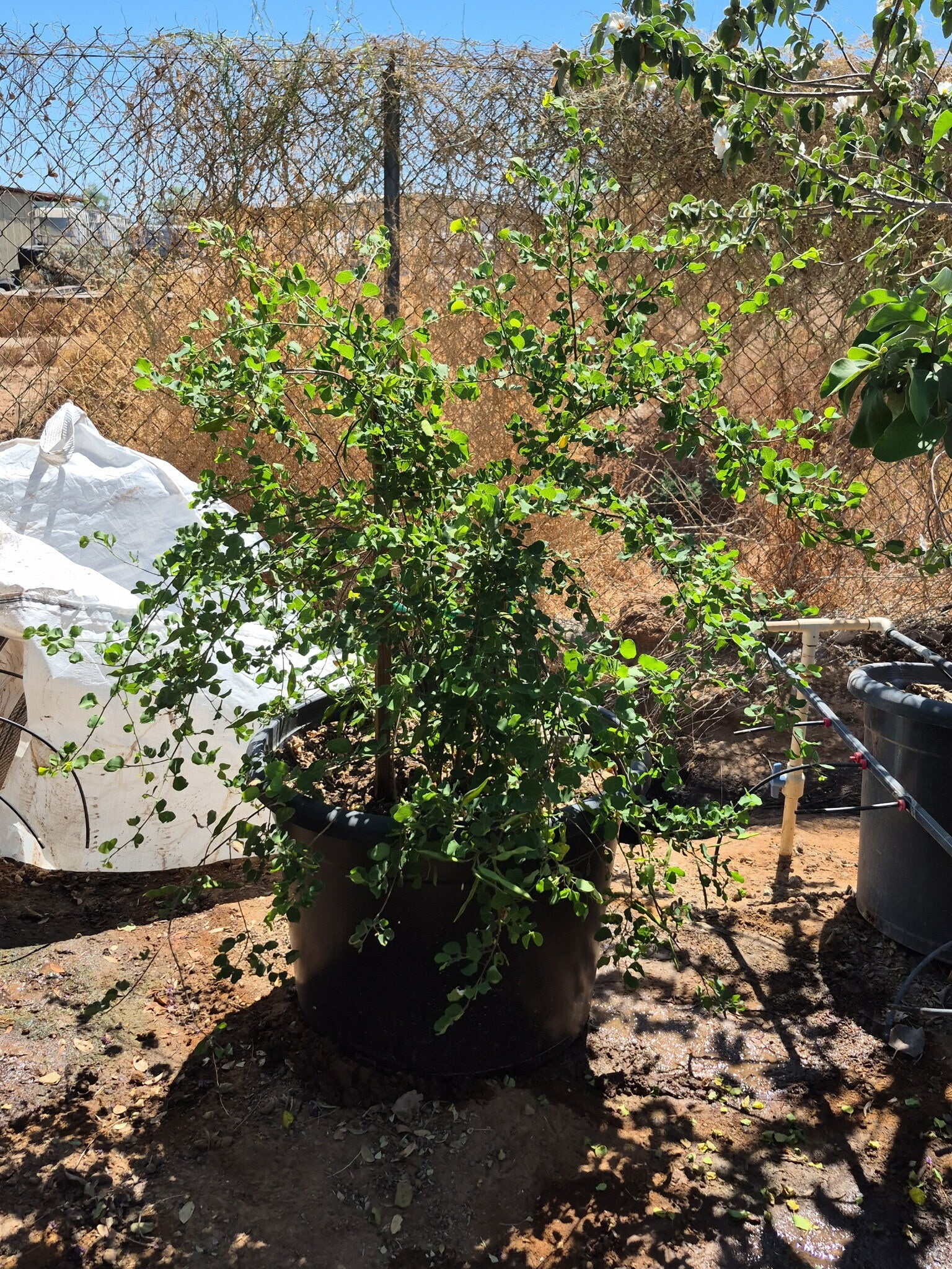 Anacacho Orchid Tree - 24 inch / 25 Gallon