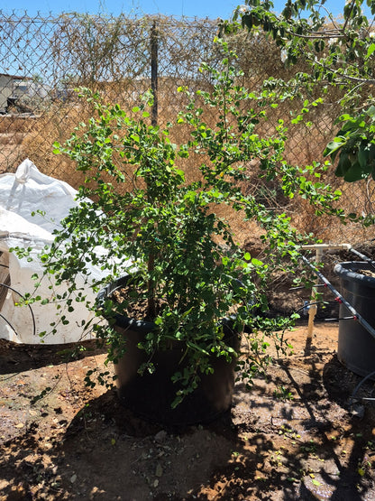Anacacho Orchid Tree - 24 inch / 25 Gallon