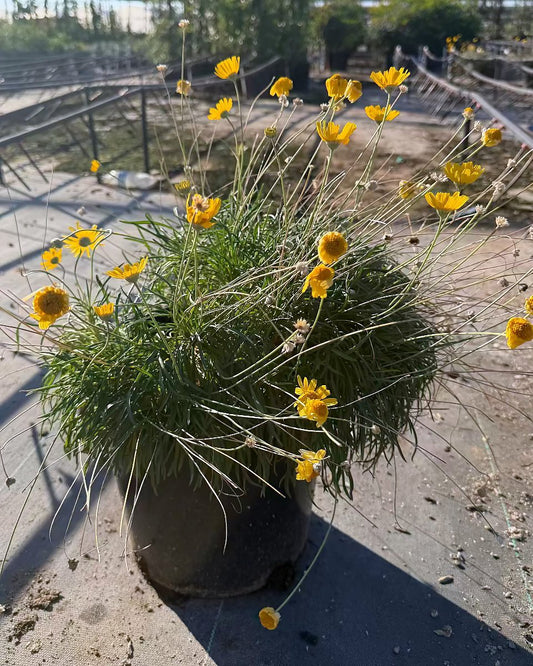5 gallon Angelita Daisy (Tetraneuris acaulis) with yellow blooms in nursery pot, Phoenix, AZ