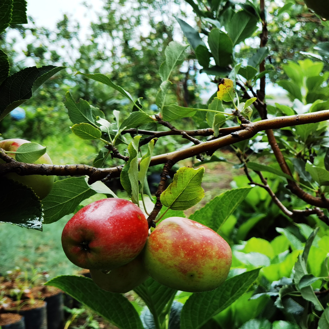 Anna Apple Tree