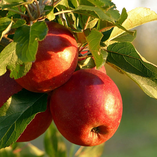 Apple Tree