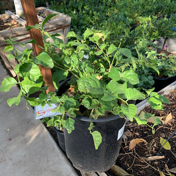 Arabian Jasmine