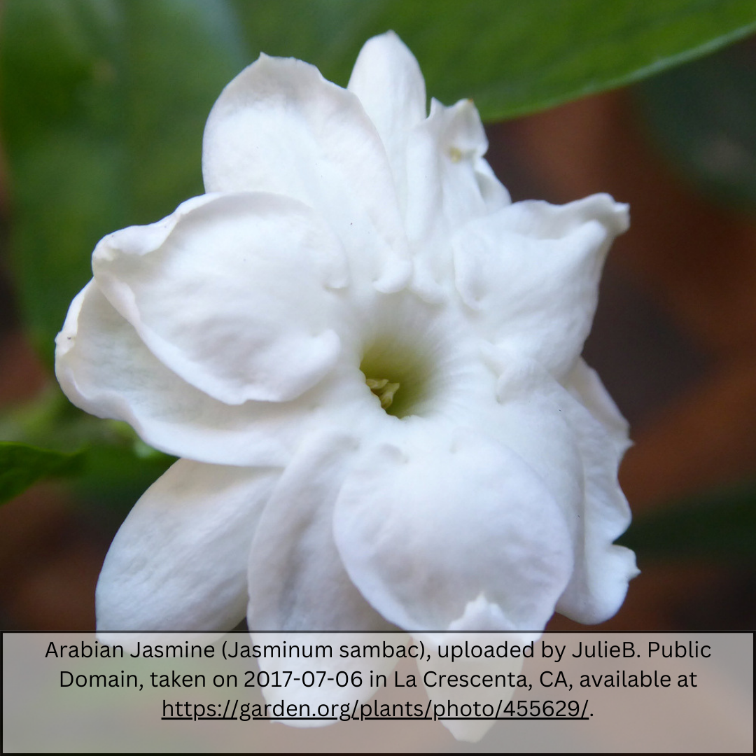 Arabian Jasmine